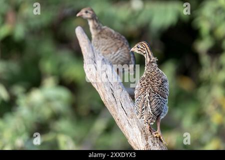 Guineafowl casqué, juvénile, parc national de Tarangire, Tanzanie Banque D'Images