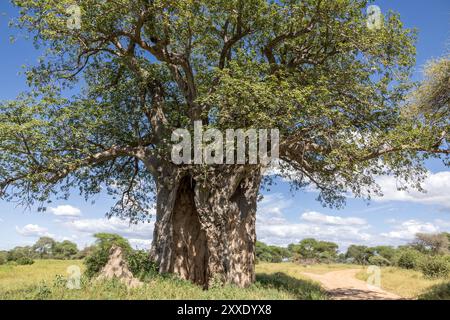 Baobab en feuille, parc national de Tarangire, Tanzanie Banque D'Images