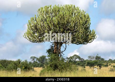 Euphorbia candelabrum, latex toxique, Parc national de Tarangire, Tanzanie Banque D'Images