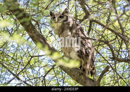 Verreaux's Eagle-Owl, parc national de Tarangire, Tanzanie Banque D'Images
