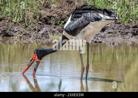 Cigogne à bec de selle, chasse, parc national de Tarangire, Tanzanie Banque D'Images