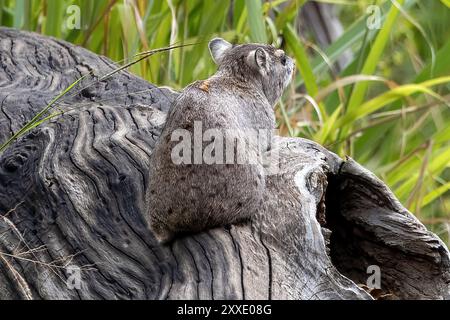 Hyrax de roche, parc national de Tarangire, Tanzanie Banque D'Images