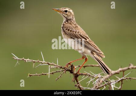 African Pipit, Serengeti, Tanzanie Banque D'Images