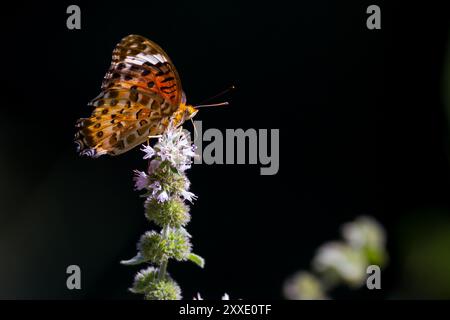 Papillon fritillaire tropical ou indien (Argynnis hyperbius) dans un parc de Kanagawa, au Japon. Banque D'Images