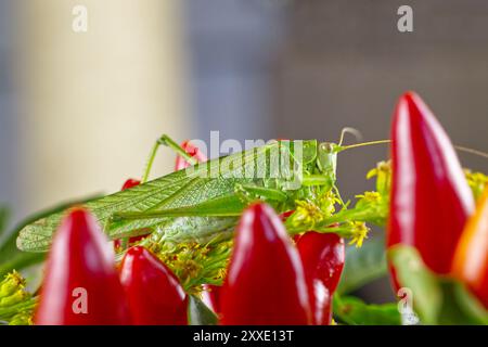 Sauterelle verte sur une branche de plante avec des piments rouges chauds Banque D'Images