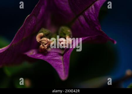 Une macro photo détaillée montrant les bractées vibrantes d'une plante de bougainvilliers, souvent confondues avec des pétales. Banque D'Images