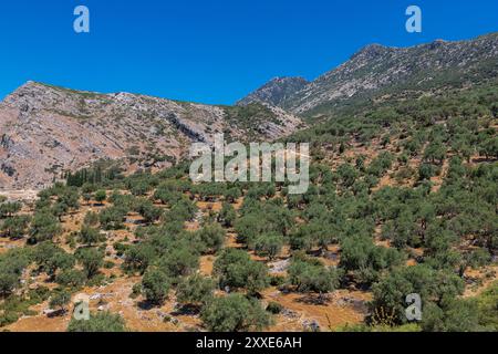 Caché dans les collines derrière la côte, entre les plages populaires de Porto Palerme et Borsh, Upper Qeparo est un joyau caché sur la Riviera albanaise. Supérieur Banque D'Images