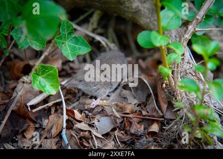 Musaraignée pygmée dans l'herbe sauvage : fourrure gris pâle-brun et longue queue hée 3 Banque D'Images