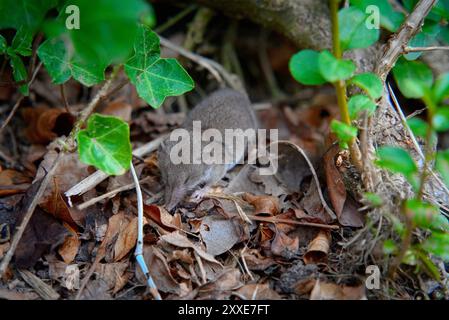 Musaraignée pygmée dans l'herbe sauvage : fourrure gris pâle-brun et longue queue de poil 4 Banque D'Images