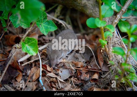 Musaraignée pygmée dans l'herbe sauvage : fourrure gris pâle-brun et longue queue de poil 5 Banque D'Images