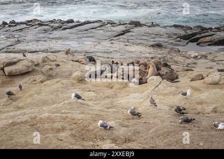 San Diego, Californie, États-Unis. 18 août 2024. Les oiseaux de mer et les lions de mer se reposent sur la côte de San Diego. Le littoral de San Diego absorbe beaucoup de gens à visiter et à faire des activités nautiques là-bas. Le littoral de San Diego est d'environ 70 miles et de multiples plages le long du littoral. Les plages le long de la côte sont des lieux touristiques populaires à San Diego et animés tous les jours. (Crédit image : © Michael Ho Wai Lee/SOPA images via ZUMA Press Wire) USAGE ÉDITORIAL SEULEMENT! Non destiné à UN USAGE commercial ! Banque D'Images