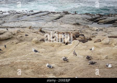 San Diego, Californie, États-Unis. 18 août 2024. Les oiseaux de mer et les lions de mer se reposent sur la côte de San Diego. Le littoral de San Diego absorbe beaucoup de gens à visiter et à faire des activités nautiques là-bas. Le littoral de San Diego est d'environ 70 miles et de multiples plages le long du littoral. Les plages le long de la côte sont des lieux touristiques populaires à San Diego et animés tous les jours. (Crédit image : © Michael Ho Wai Lee/SOPA images via ZUMA Press Wire) USAGE ÉDITORIAL SEULEMENT! Non destiné à UN USAGE commercial ! Banque D'Images