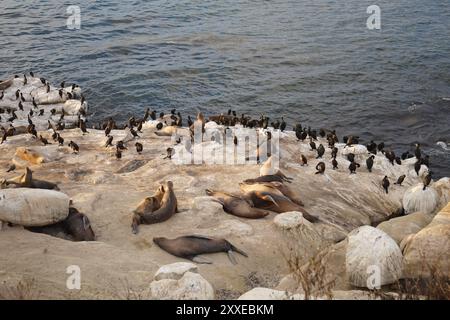 San Diego, Californie, États-Unis. 18 août 2024. Les oiseaux de mer et les lions de mer se reposent sur la côte de San Diego. Le littoral de San Diego absorbe beaucoup de gens à visiter et à faire des activités nautiques là-bas. Le littoral de San Diego est d'environ 70 miles et de multiples plages le long du littoral. Les plages le long de la côte sont des lieux touristiques populaires à San Diego et animés tous les jours. (Crédit image : © Michael Ho Wai Lee/SOPA images via ZUMA Press Wire) USAGE ÉDITORIAL SEULEMENT! Non destiné à UN USAGE commercial ! Banque D'Images