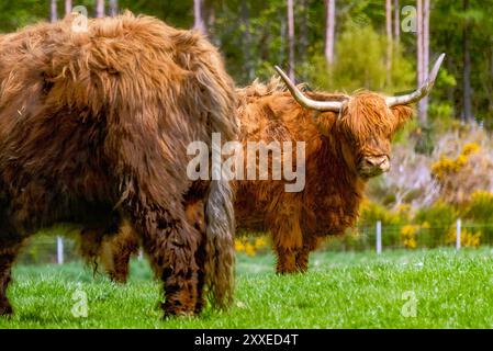 Deux grands yaks avec de longues cornes restent inactifs dans la prairie. Banque D'Images