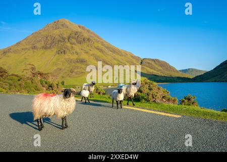 Un troupeau de moutons revient de pâturage quotidien dans une prairie avec une belle montagne et un lac en arrière-plan. Banque D'Images