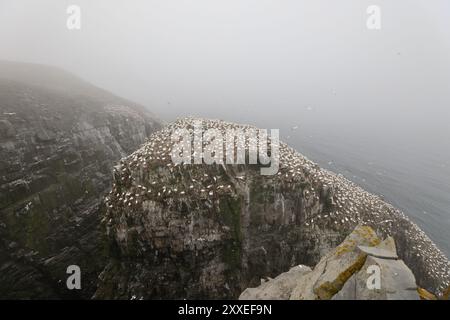 Falaises de la colonie de Gannet à la réserve écologique de Cape, Mary, Avalon, Terre-Neuve Banque D'Images