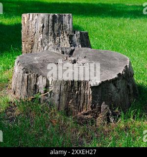De vieux arbres se copient avec de l'herbe verte dans la forêt Banque D'Images