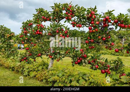 Jardin clos d'Amisfield, Haddington, East Lothian, Écosse, Royaume-Uni. Scotland’s Gardens Scheme : un grand jardin clos du XVIIIe siècle est ouvert au public. Sur la photo : pommes Heritage mûrissant sur un arbre dressé en espalier. Crédit : Sally Anderson/Alamy Live News Banque D'Images