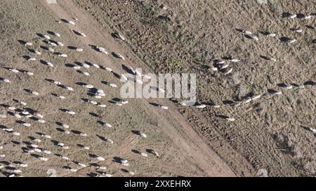 Tir de drone aérien survolant un troupeau de moutons marchant sur la route. Jour nuageux, vol à basse altitude Banque D'Images