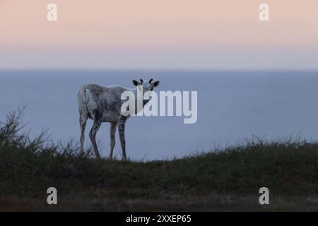 Caribou des bois du Canada Terre-Neuve Canada Banque D'Images