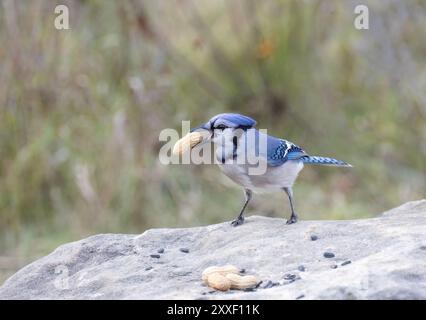 Un Blue Jay perché sur un rocher avec des arachides en automne. Banque D'Images