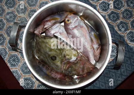 Poisson frais de la mer Adriatique dans une casserole, préparation pour la cuisson, cuisine dalmate, John Dory, pandora commune et poisson comber peint Banque D'Images