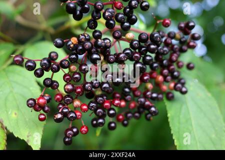 Fruits de sureau noir européen poussant dans la nature Banque D'Images