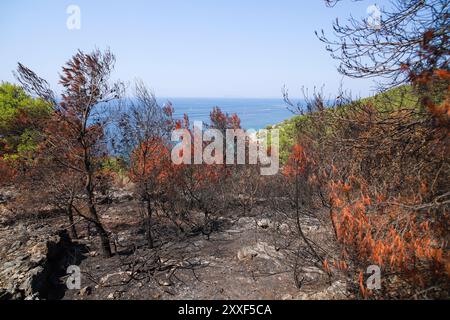 Feu de forêt sur Murter, Croatie, juillet 30 2024. Forêt brûlée par la mer Adriatique. Lagon bleu sous une forêt morte. Temps chaud et sec en Europe Banque D'Images