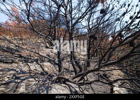 Feu de forêt sur Murter, Croatie, juillet 30 2024. Forêt brûlée par la mer Adriatique. Lagon bleu sous une forêt morte. Temps chaud et sec en Europe Banque D'Images