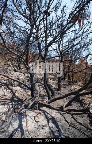 Feu de forêt sur Murter, Croatie, juillet 30 2024. Forêt brûlée par la mer Adriatique. Lagon bleu sous une forêt morte. Temps chaud et sec en Europe Banque D'Images