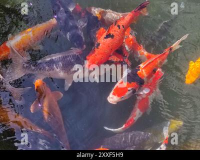 un bouquet de poissons koï colorés, principalement rouge, orange et blanc, dans un petit étang Banque D'Images