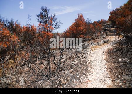 Feu de forêt sur Murter, Croatie, juillet 30 2024. Forêt brûlée par la mer Adriatique. Lagon bleu sous une forêt morte. Temps chaud et sec en Europe Banque D'Images