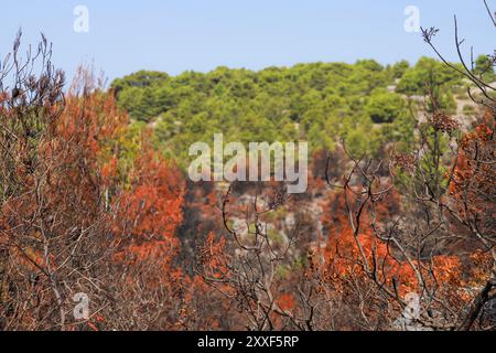 Feu de forêt sur Murter, Croatie, juillet 30 2024. Forêt brûlée par la mer Adriatique. Lagon bleu sous une forêt morte. Temps chaud et sec en Europe Banque D'Images