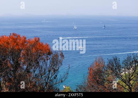 Feu de forêt sur Murter, Croatie, juillet 30 2024. Forêt brûlée par la mer Adriatique. Lagon bleu sous une forêt morte. Temps chaud et sec en Europe Banque D'Images