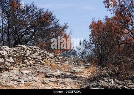 Feu de forêt sur Murter, Croatie, juillet 30 2024. Forêt brûlée par la mer Adriatique. Lagon bleu sous une forêt morte. Temps chaud et sec en Europe Banque D'Images