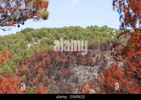 Feu de forêt sur Murter, Croatie, juillet 30 2024. Forêt brûlée par la mer Adriatique. Lagon bleu sous une forêt morte. Temps chaud et sec en Europe Banque D'Images