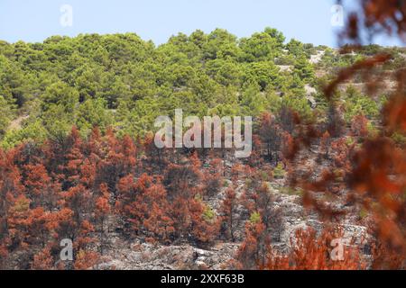 Feu de forêt sur Murter, Croatie, juillet 30 2024. Forêt brûlée par la mer Adriatique. Lagon bleu sous une forêt morte. Temps chaud et sec en Europe Banque D'Images