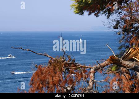 Feu de forêt sur Murter, Croatie, juillet 30 2024. Forêt brûlée par la mer Adriatique. Lagon bleu sous une forêt morte. Temps chaud et sec en Europe Banque D'Images