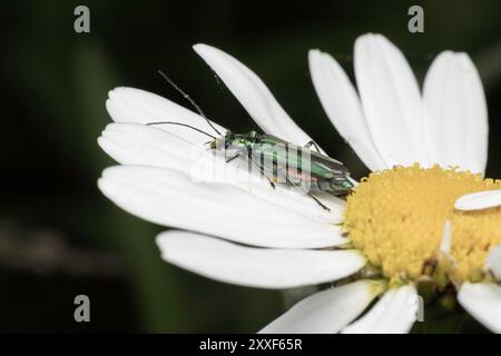 Femelle False Blister Beetle, Oedemera nobilis, Royaume-Uni Banque D'Images