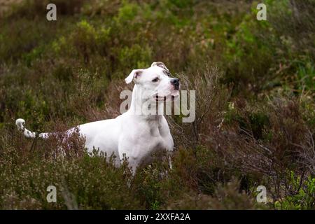 Chien blanc pit Bull dans le pinceau posant pour un cadre naturel et un portrait en lumière naturelle Banque D'Images