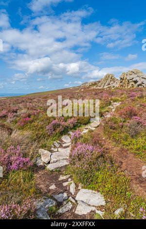 Bruyère violette sur la réserve naturelle de Stiperstones dans le Shropshire, Royaume-Uni en orientation portrait Banque D'Images