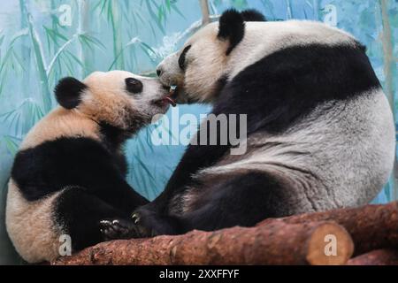 Moscou. 15 août 2024. Cette photo prise le 15 août 2024 montre Katyusha (l), le petit panda géant, et sa mère Ding Ding, au zoo de Moscou, en Russie. Katyusha, le premier panda géant né en Russie, a eu un an samedi. Crédit : Cao Yang/Xinhua/Alamy Live News Banque D'Images