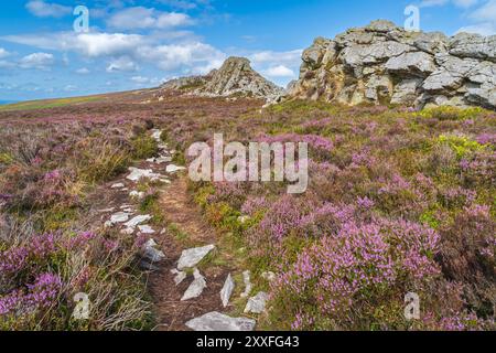 Bruyère violette sur la réserve naturelle de Stiperstones dans le Shropshire, Royaume-Uni en orientation paysage Banque D'Images