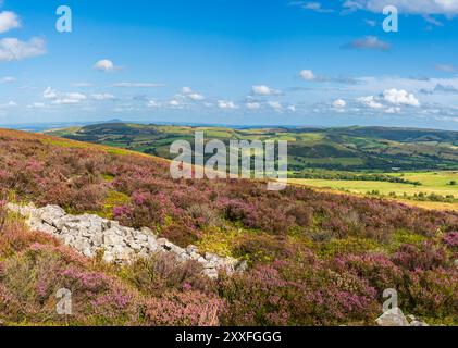 Vue sur la campagne du Shropshire au Royaume-Uni depuis la réserve naturelle de Stiperstones avec bruyère violette au premier plan Banque D'Images