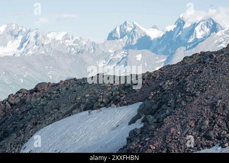 haut paysage montagneux avec un troupeau de chèvres sauvages du caucase au premier plan Banque D'Images