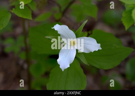 Fleurs sauvages de Trillium fleurissant dans le parc d'État d'Itasca, Minnesota, États-Unis. Banque D'Images