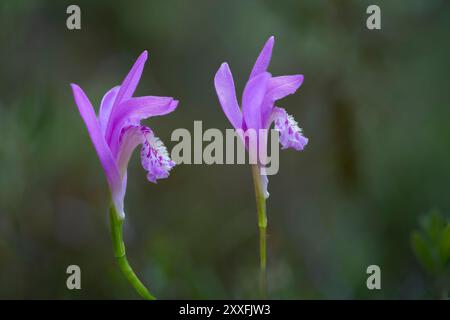 Une paire d'orchidées à bouche de Dragon dans les marais de Brokenhead près de Scanterbury, Manitoba, Canada. Banque D'Images