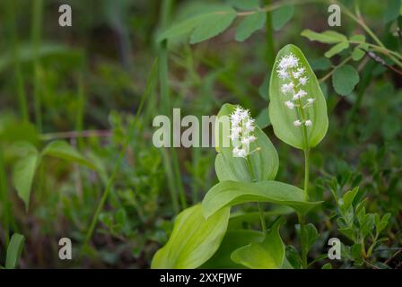 La plante de Mayflower du Canada en fleurs dans la forêt de Libau, près de Libau, Manitoba, Canada. Banque D'Images