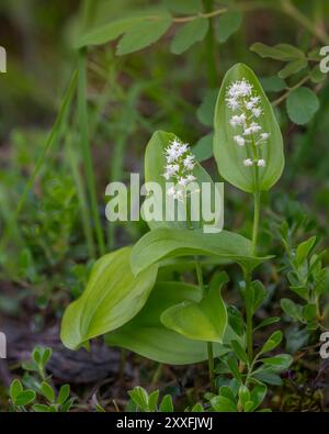 La plante de Mayflower du Canada en fleurs dans la forêt de Libau, près de Libau, Manitoba, Canada. Banque D'Images