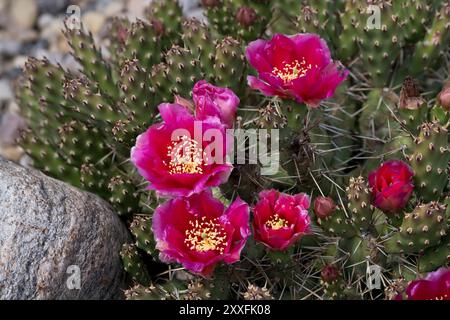 Le cactus de la barbarie rouge cassant fleurit dans un jardin de cactus à Winkler, Manitoba, Canada. Banque D'Images